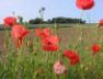 Fife poppies, July 2004
