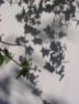 Ivy shadow, back garden
